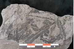 Foto (Detailansicht) von Neuropteris sp.  (NHMW-GEO-2024-0188-10700)